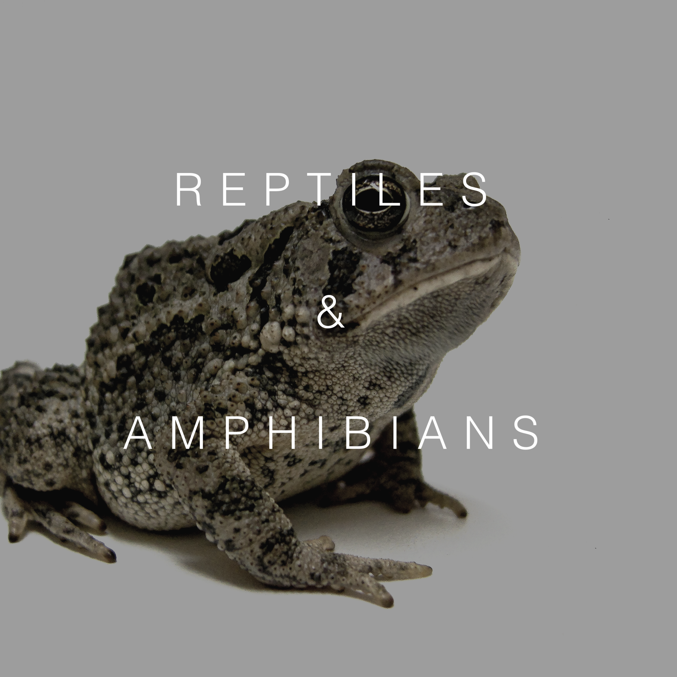 Reptiles and amphibians