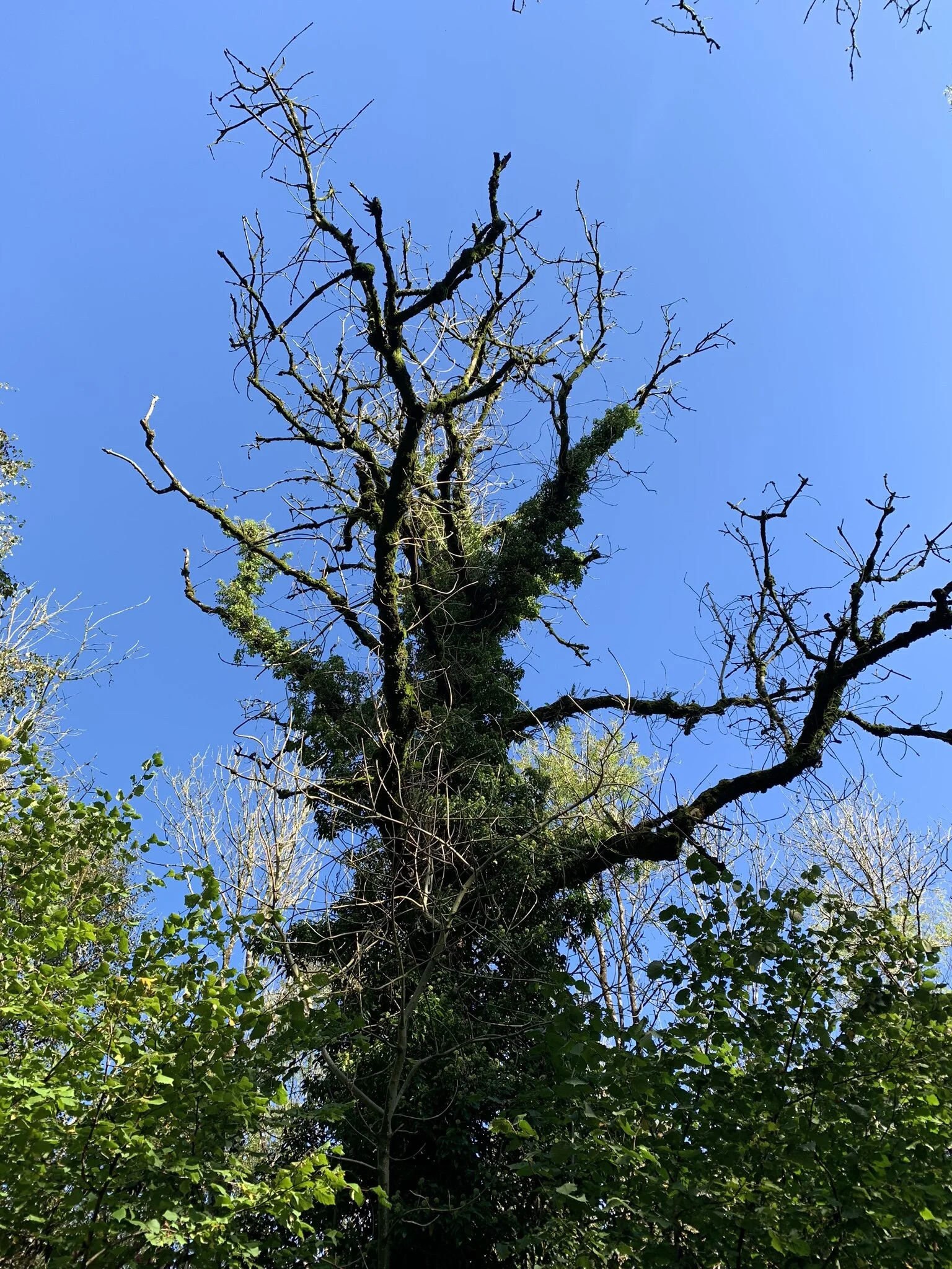 How is Ash Dieback Devastating our Landscapes? — Creature Candy