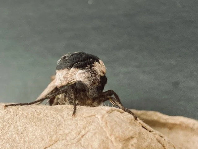 Privet hawk-moth.jpeg