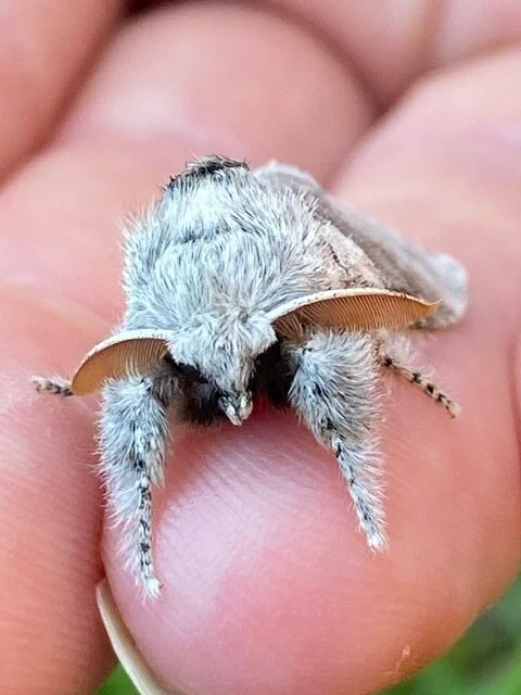 Pale tussock moth.