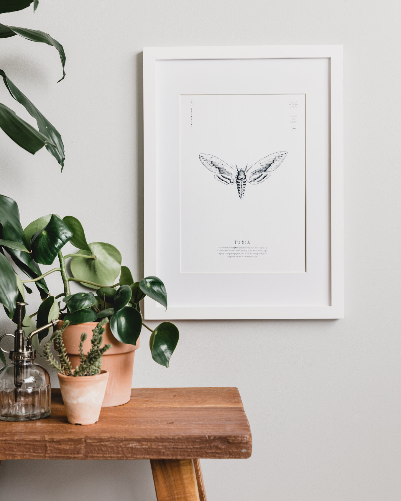 Moth Print Framed.jpg