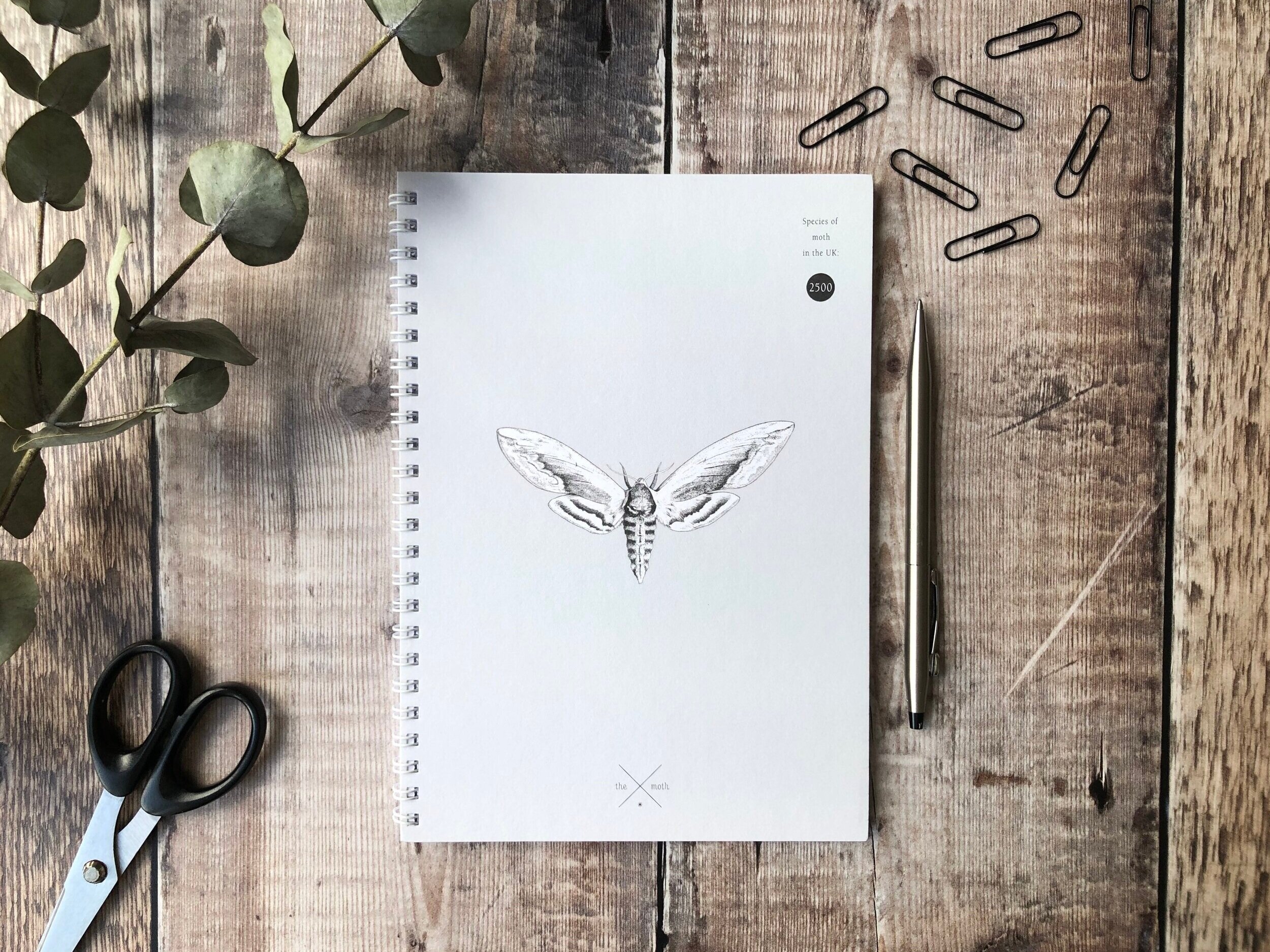 Moth Notebook - Lined.jpg