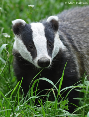 Badgers, weasels, otters, stoats and more: A guide to Britain's mustelids -  Country Life
