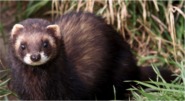 Badgers, weasels, otters, stoats and more: A guide to Britain's mustelids -  Country Life
