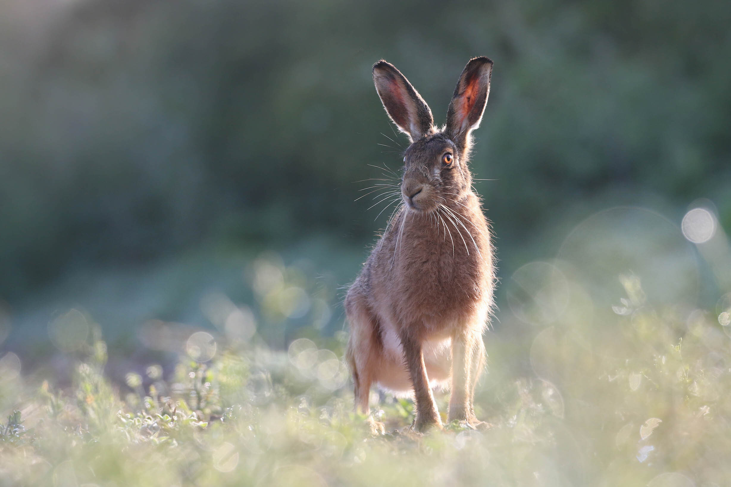 Hare