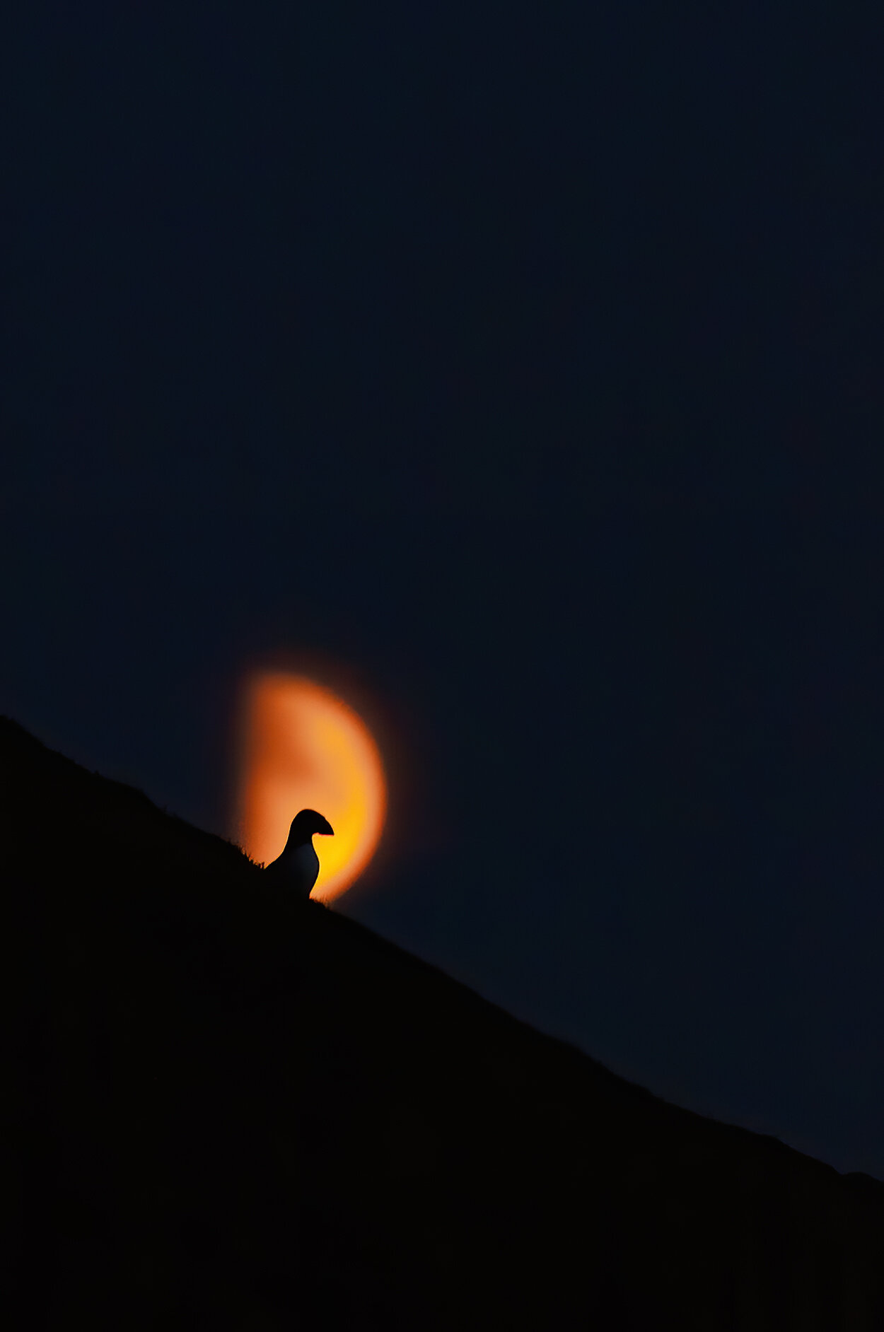 Puffin Standing_In_The_Moonlight-denoise.jpg