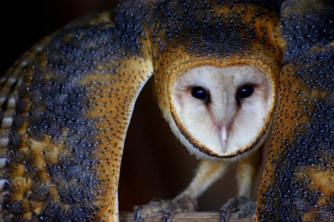 Building a Brighter Future for Barn Owls — Creature Candy