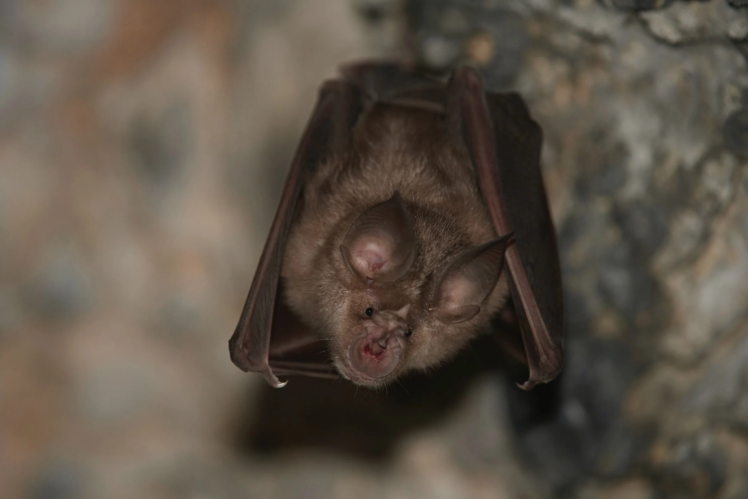 The greater horseshoe bat (Rhinolophus ferrumequinum).