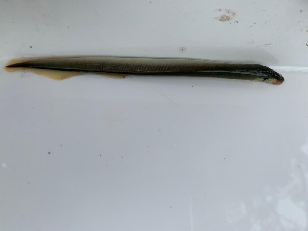 Adult brook lamprey