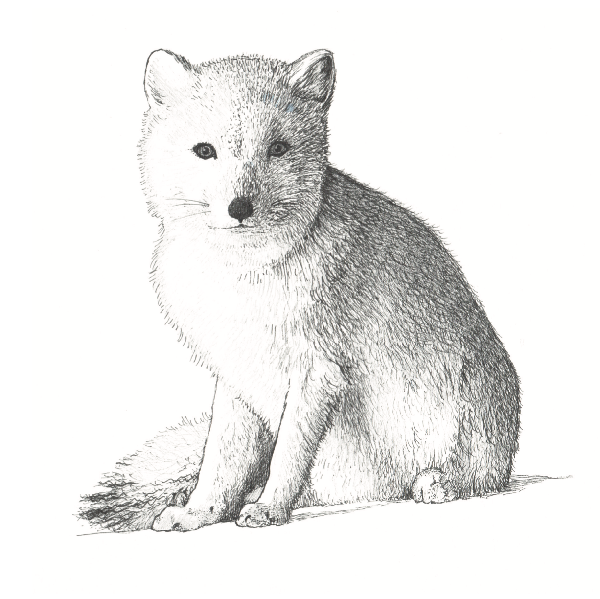 The Arctic Fox (Copy)