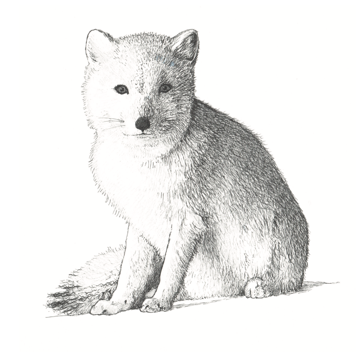 The Arctic Fox