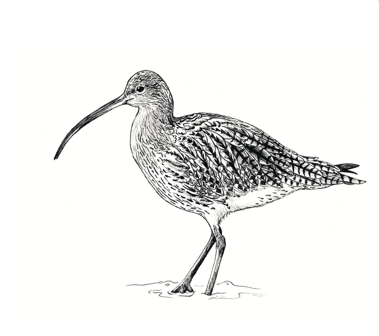 The Curlew (Copy)