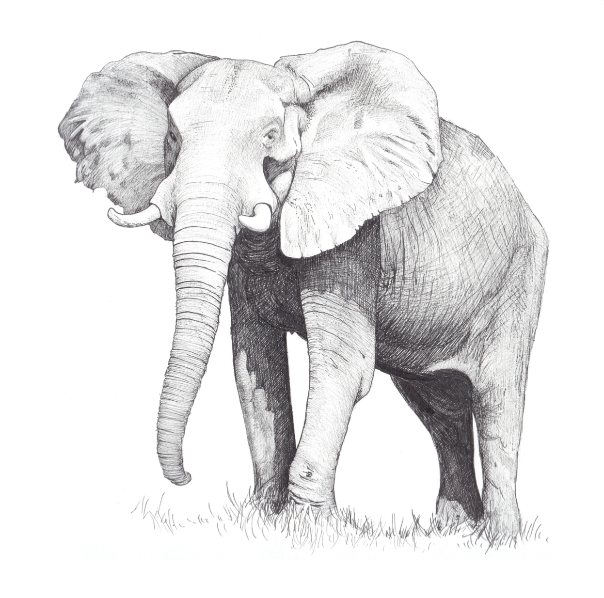 The Elephant