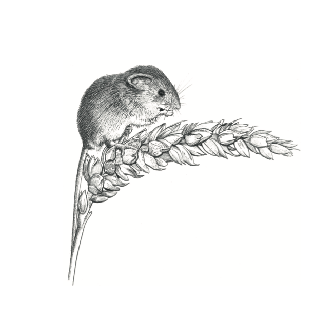 The Harvest Mouse