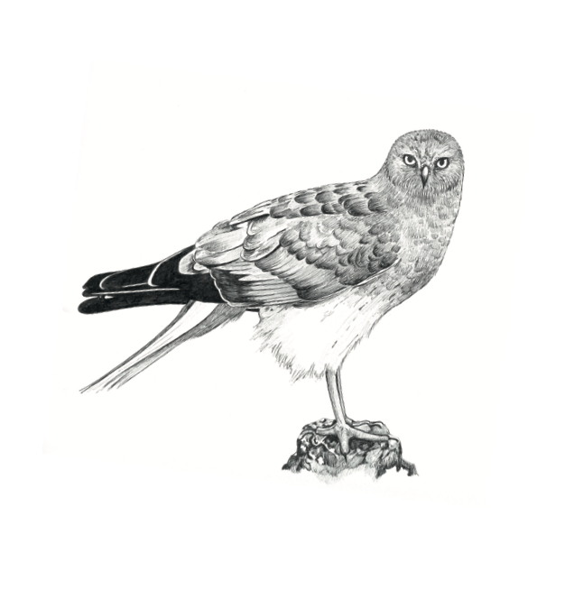 The Hen Harrier