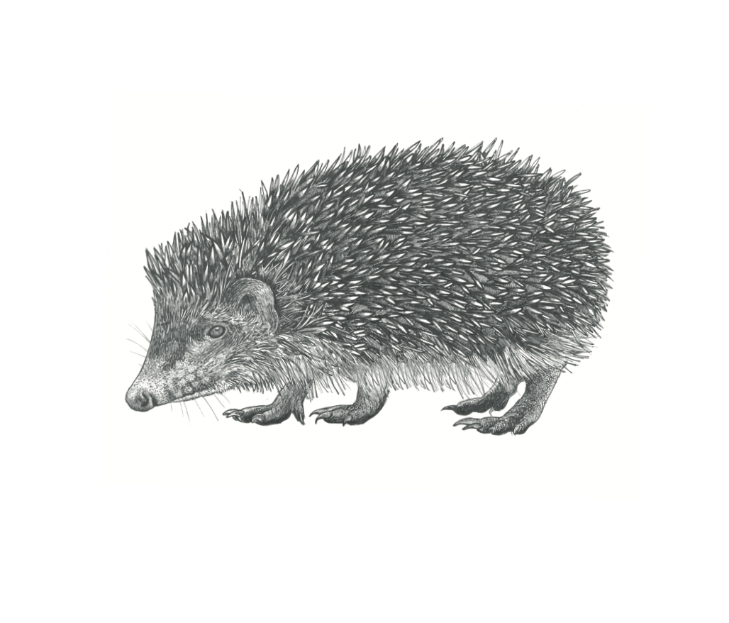 The Hedgehog (Copy)
