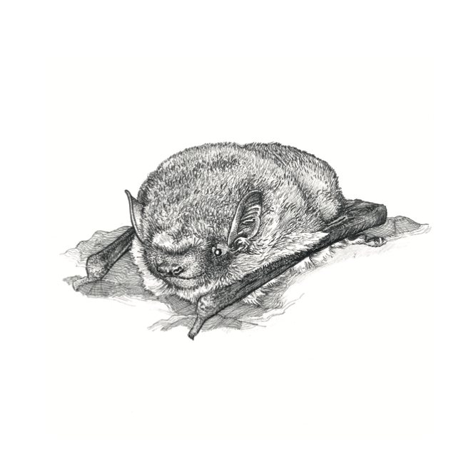 The Pipistrelle Bat (Copy)