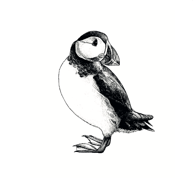 The Puffin (Copy)