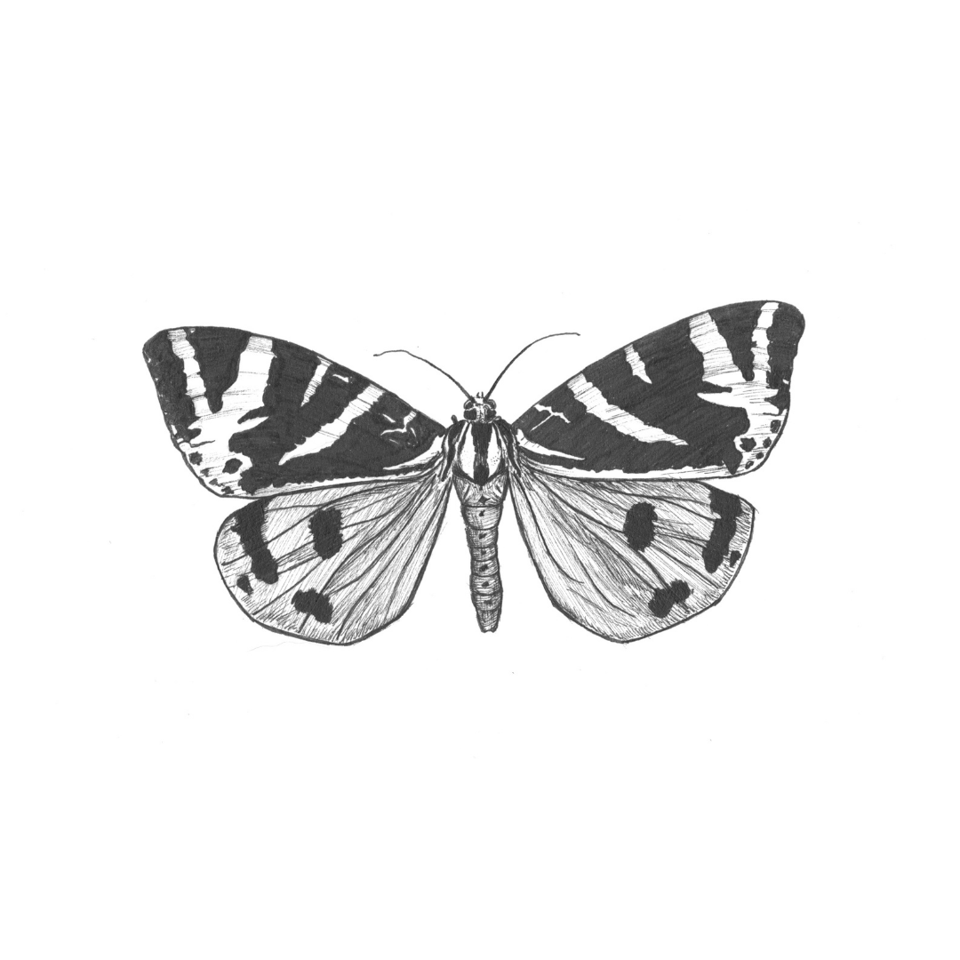 The Tiger Moth (Copy)
