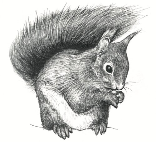 Squirrel Products — Creature Candy