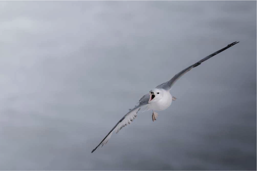 A Summer of Seabirds — Creature Candy