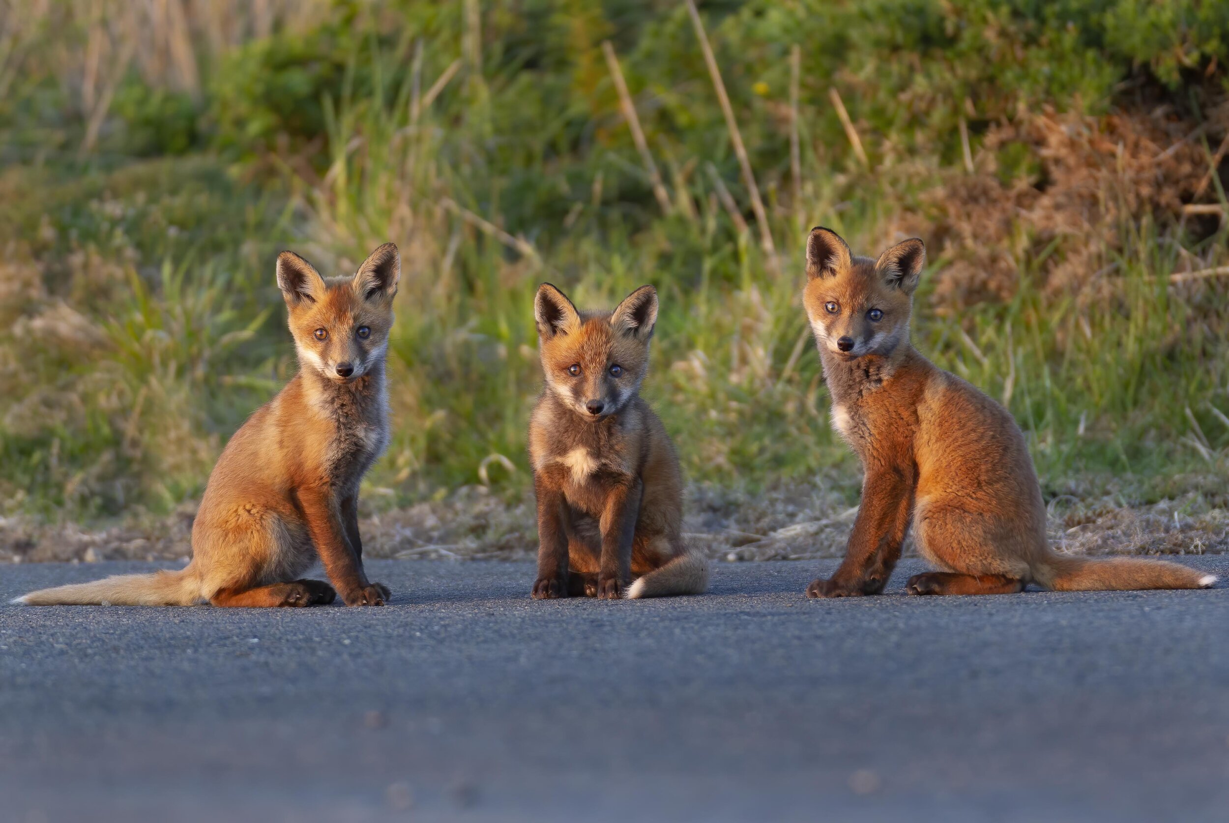 Fox Cubs CC.jpg