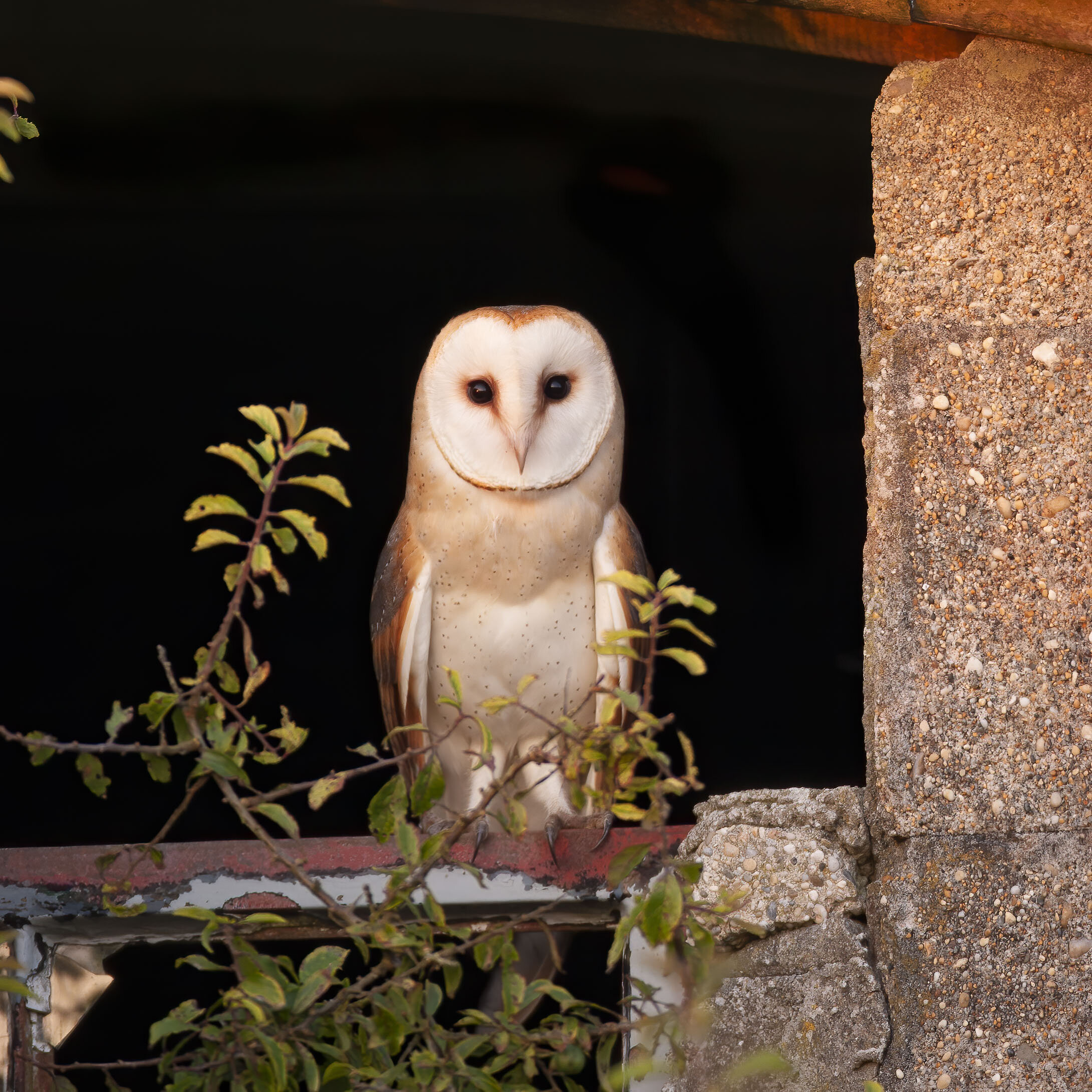 Barn Owl CC.jpg
