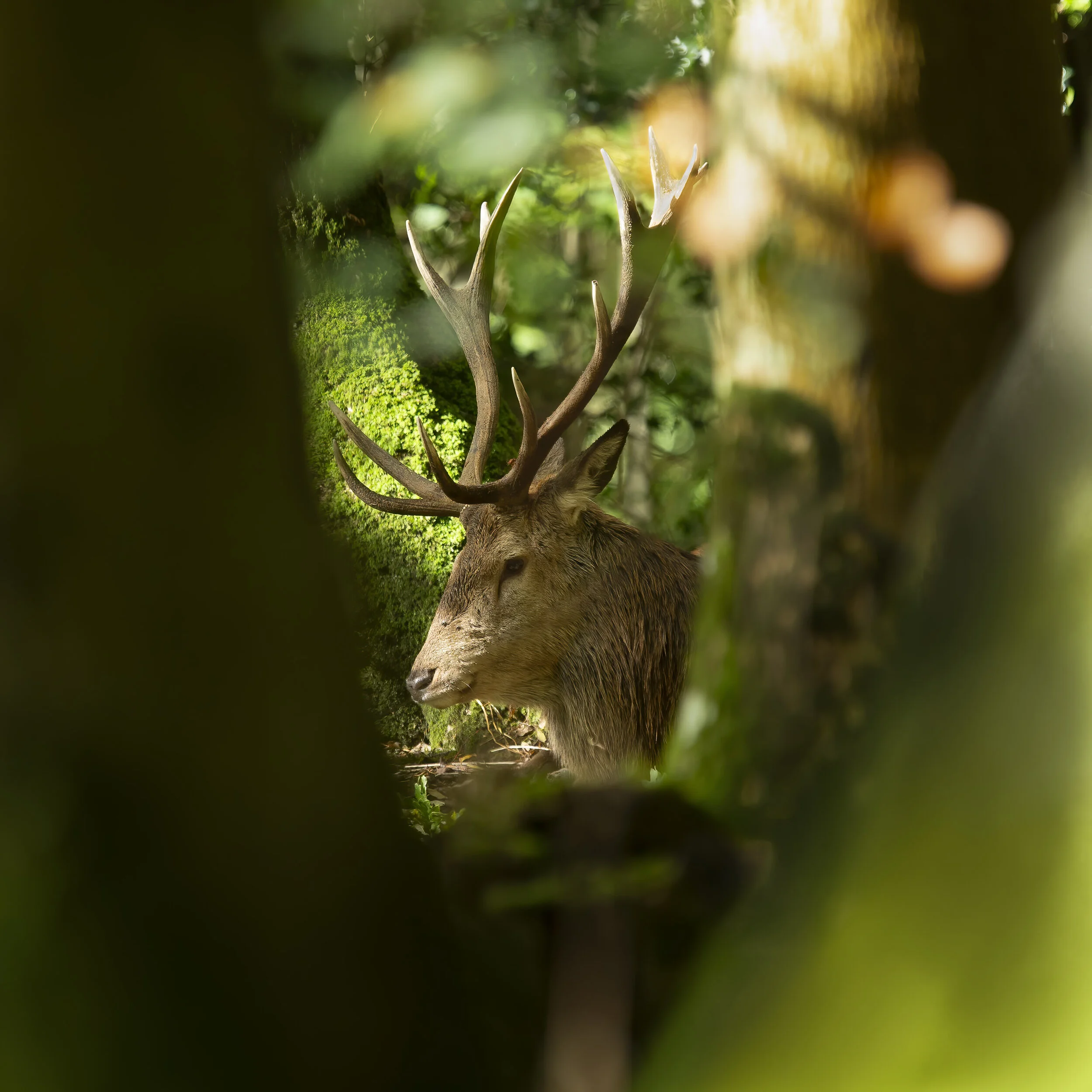 Red Deer Stag CC_.jpg