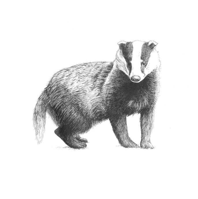   Badger  