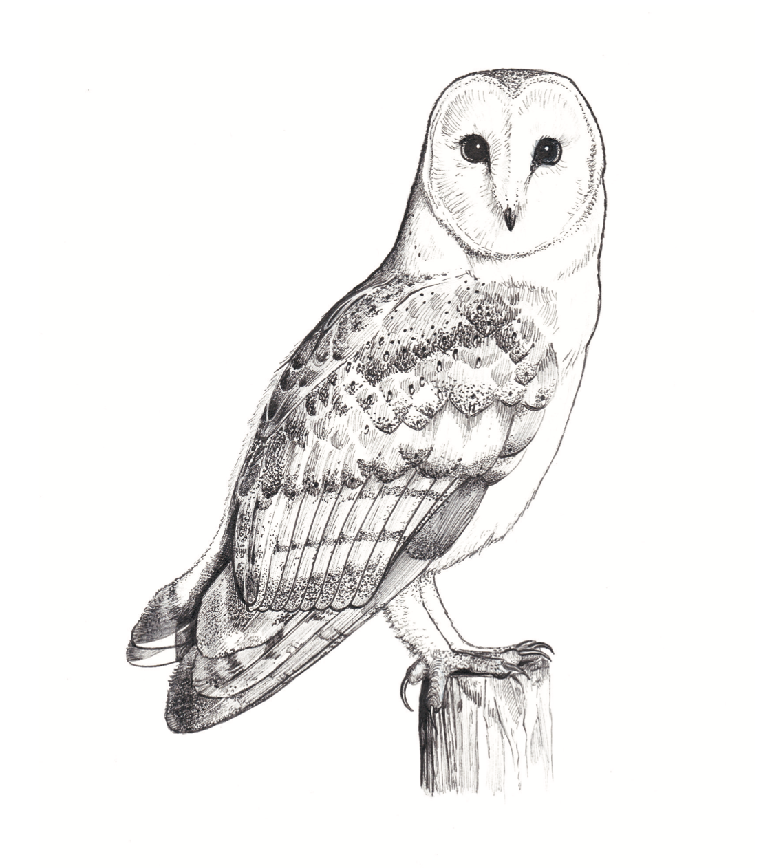   Barn Owl  