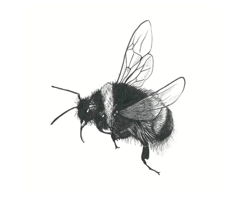   Buff-Tailed Bumblebee  