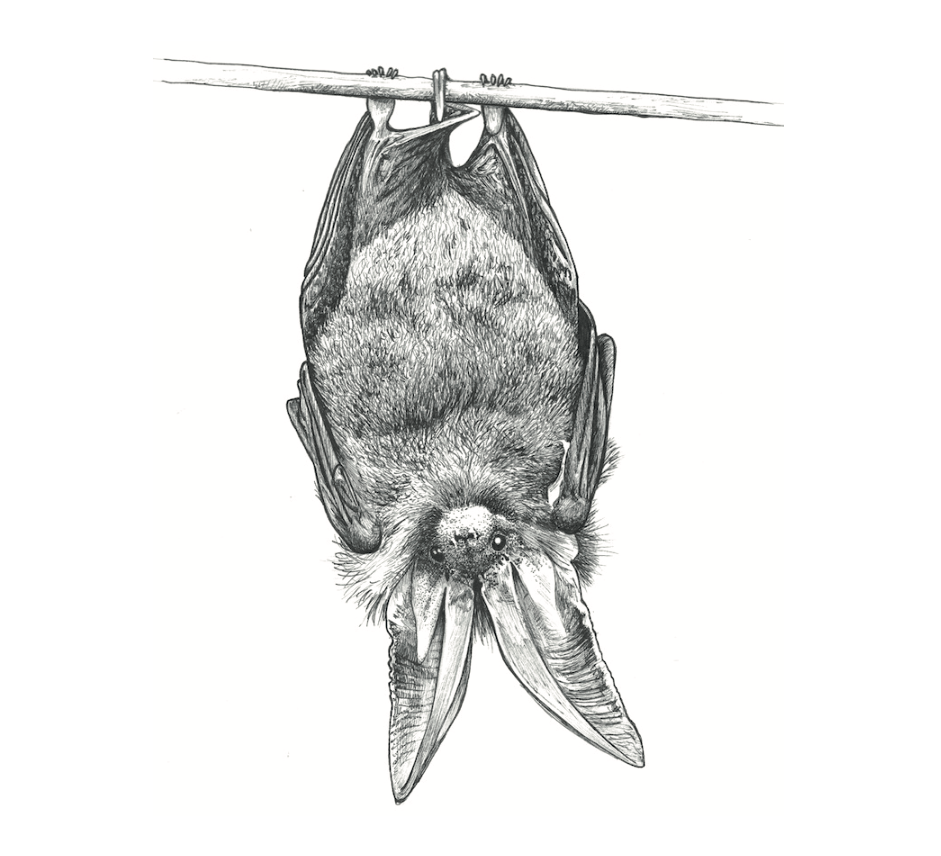   Long-Eared Bat  