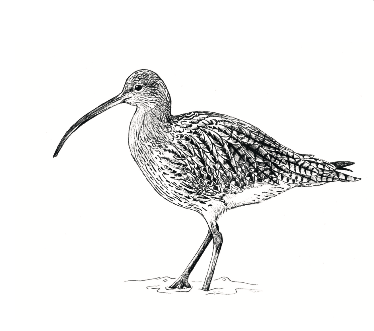   Curlew  