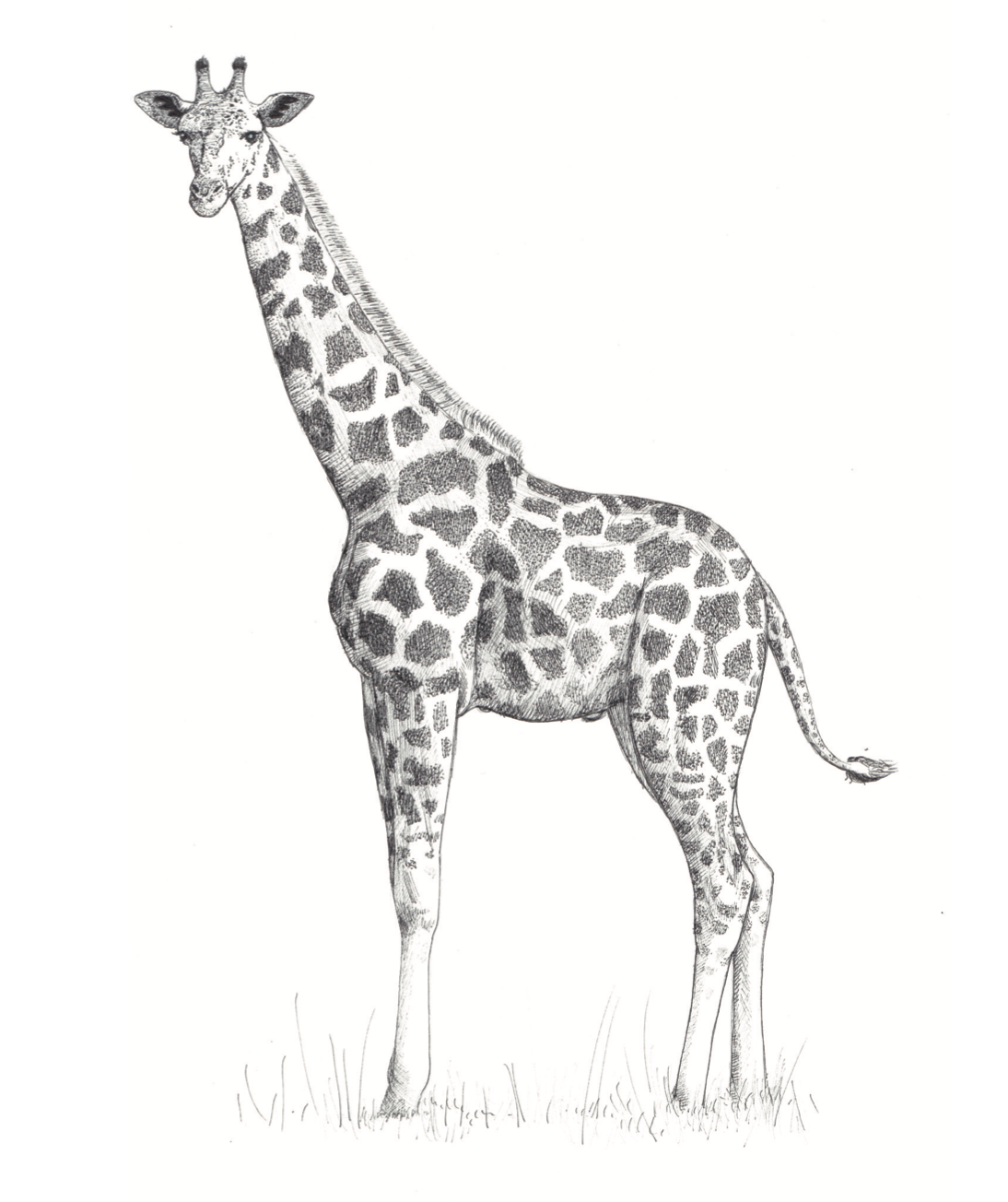   Giraffe  