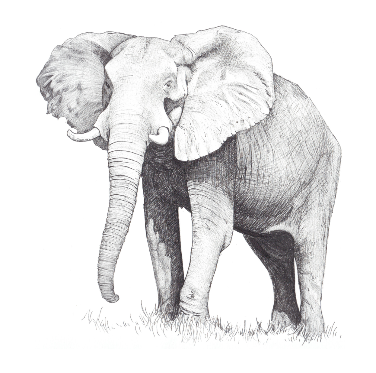   Elephant  