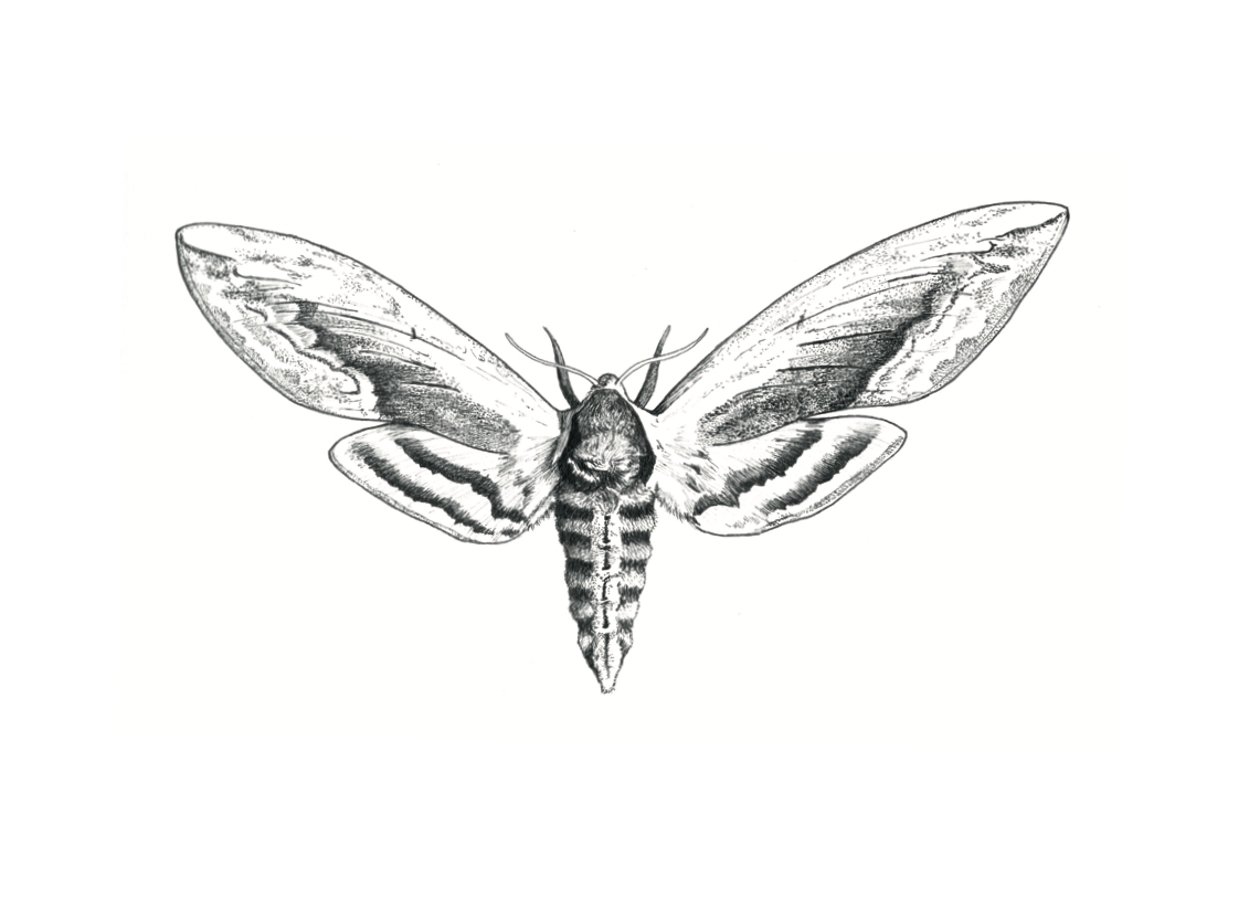   Privet Hawk-Moth  