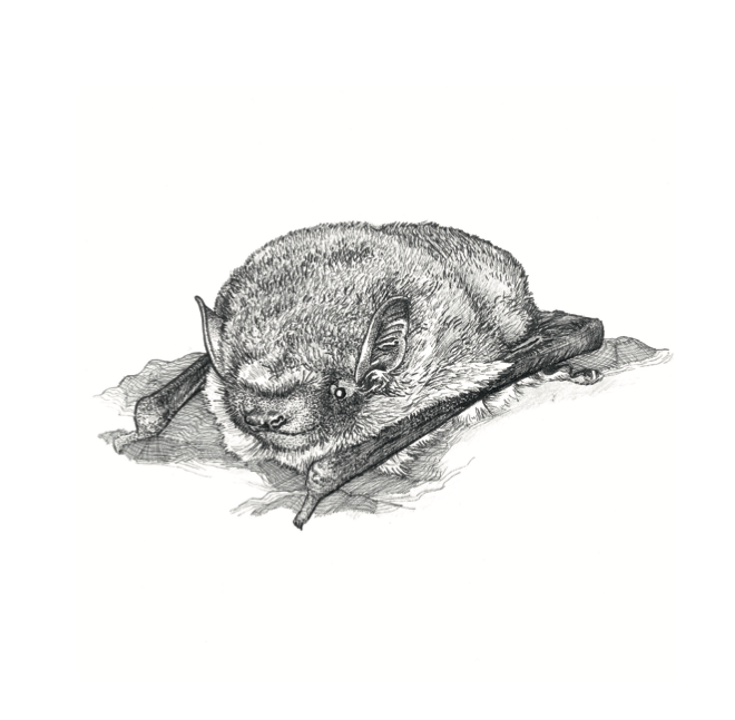   Pipistrelle Bat  