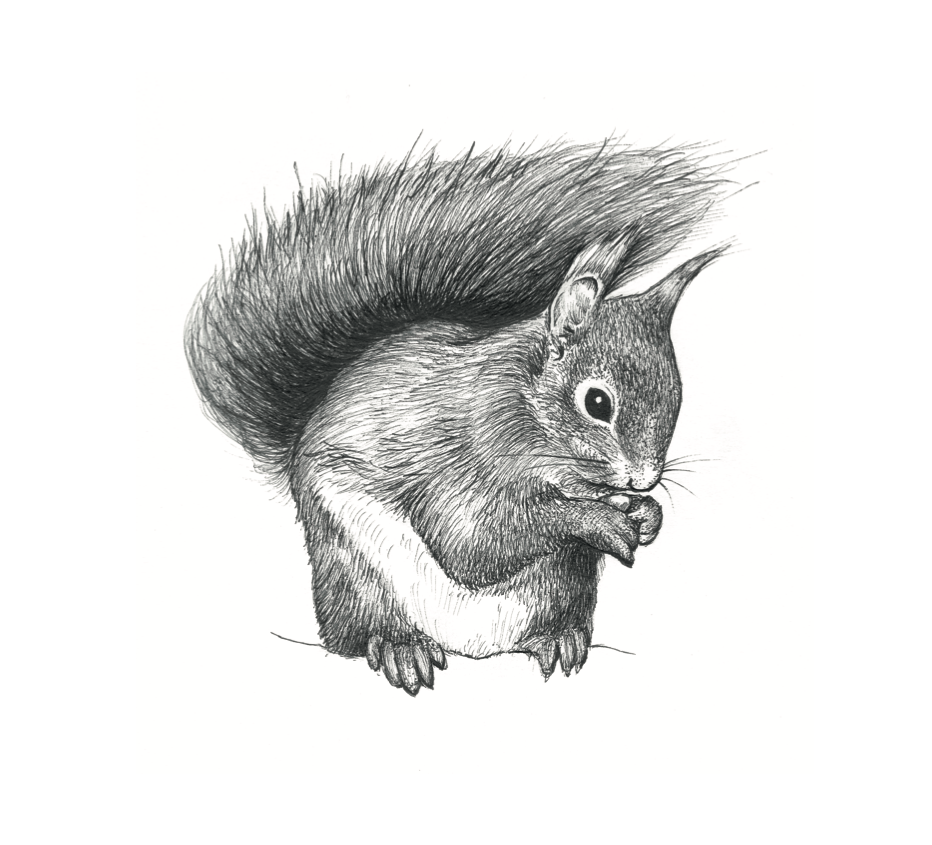   Red Squirrel  