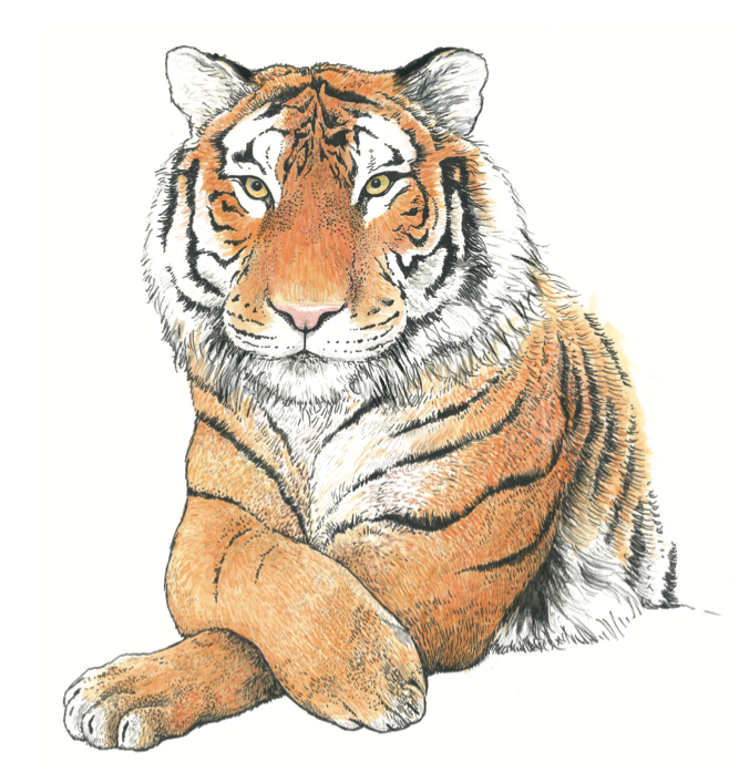   Tiger  