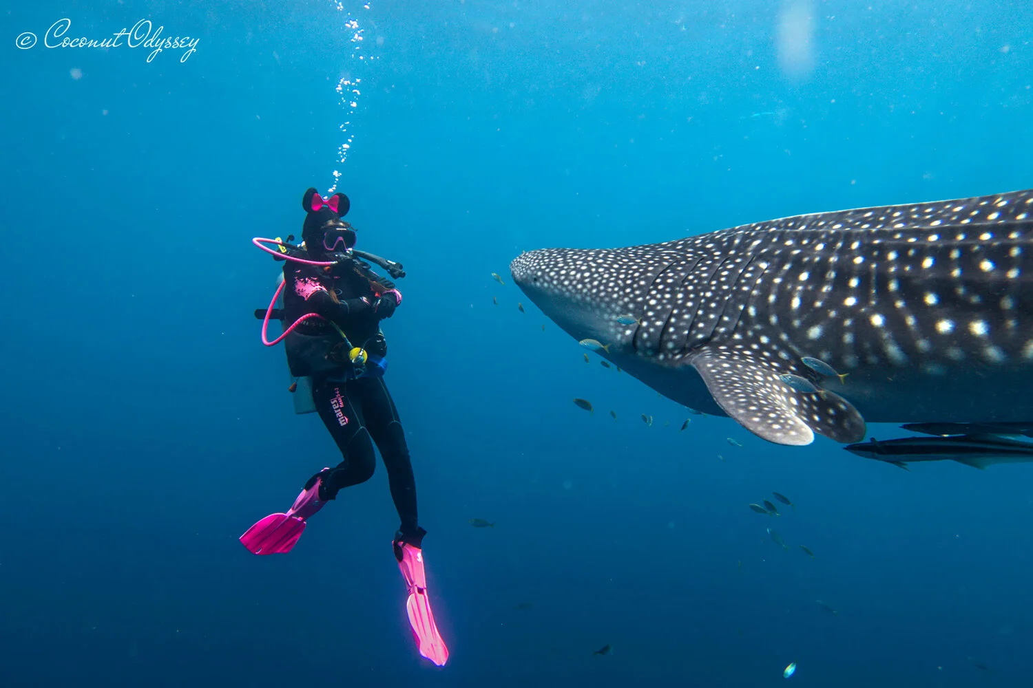 Whale Shark Diver Whale Shark Diver
