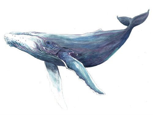 Humpback+whale.jpeg