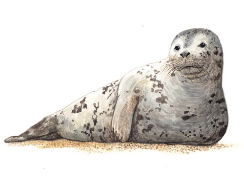 21. Grey seal.jpeg