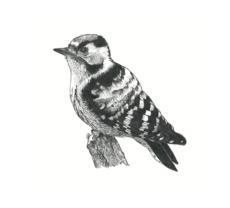 39. Woodpecker.png