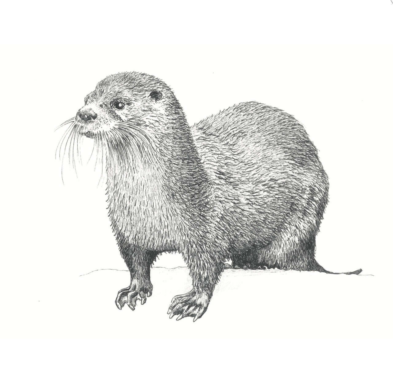 45. Otter copy.png