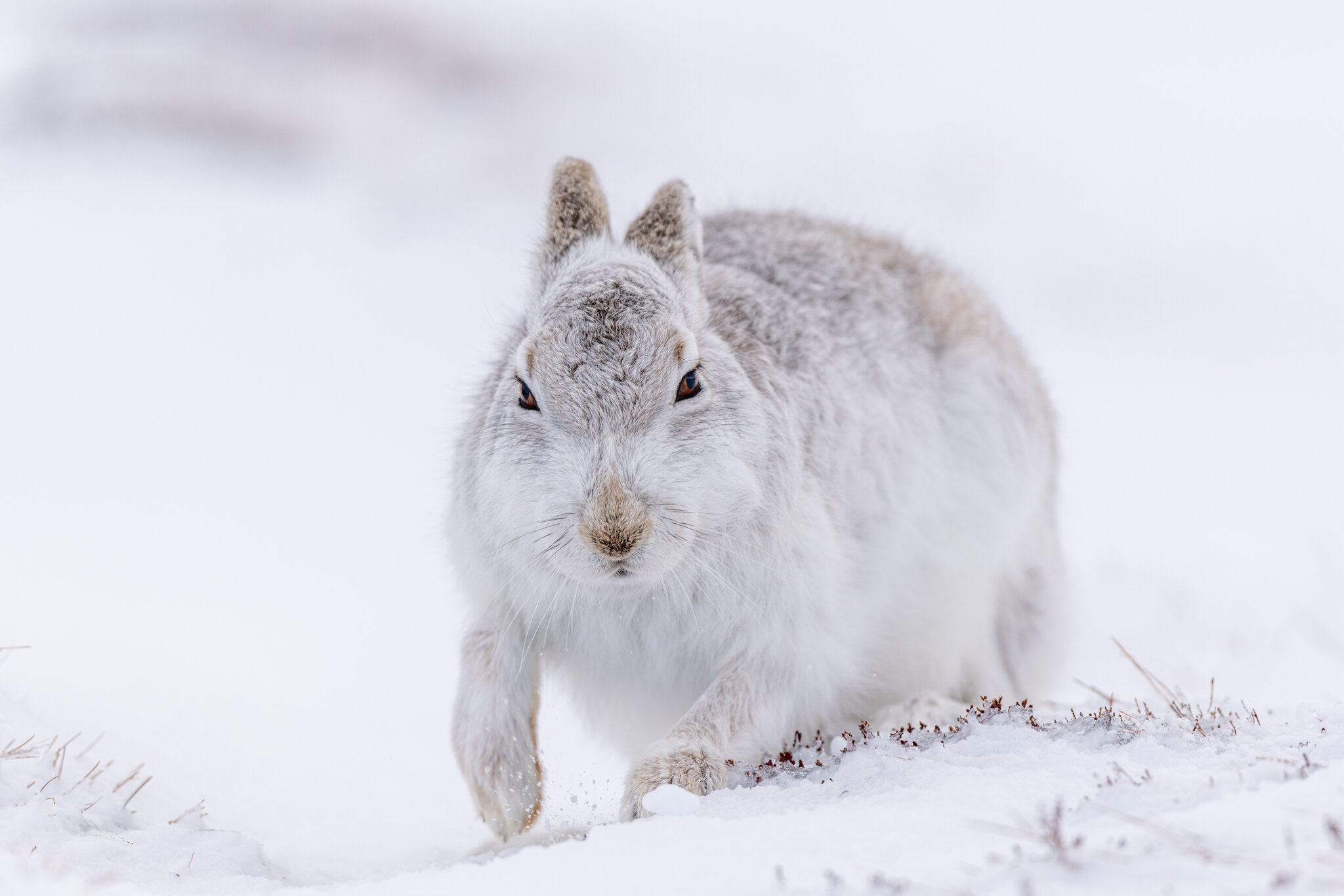 Image 6 - Approaching Hare.jpg