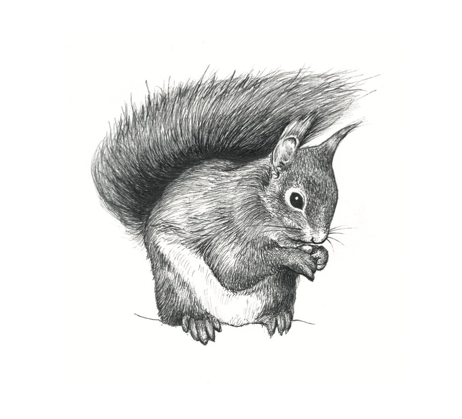 Red+Squirrel+Creature+Candy.jpg