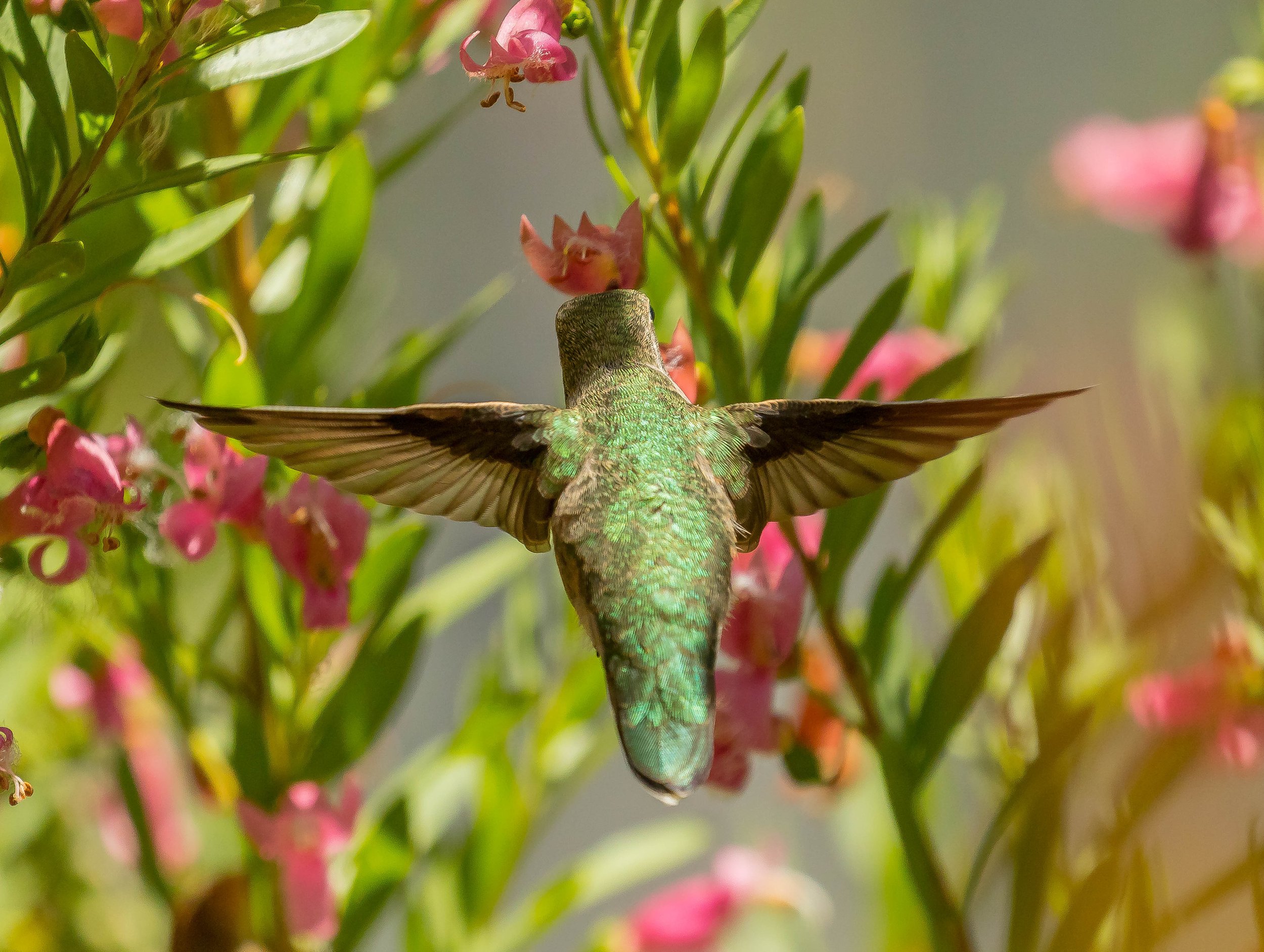hummingbirdedit.jpg