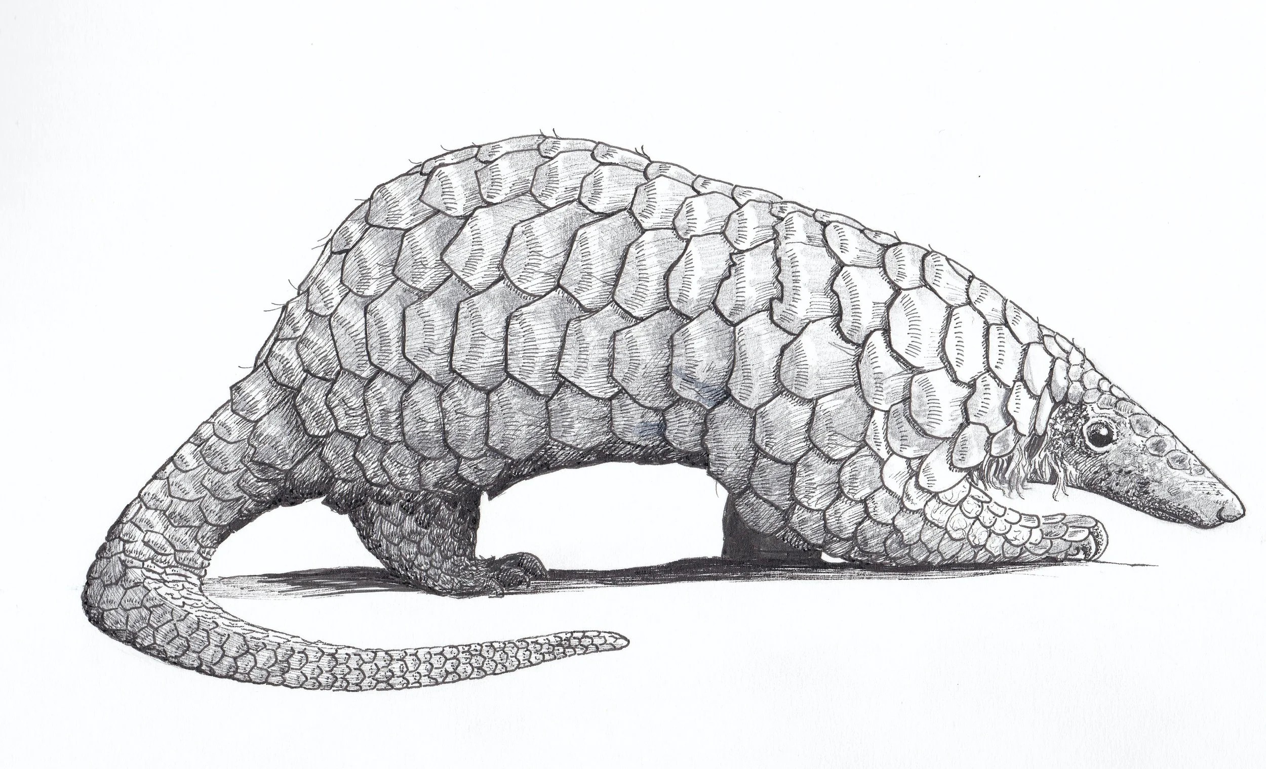 The Pangolin: Nature’s Walking Pinecone (and Why It Needs Our Help)