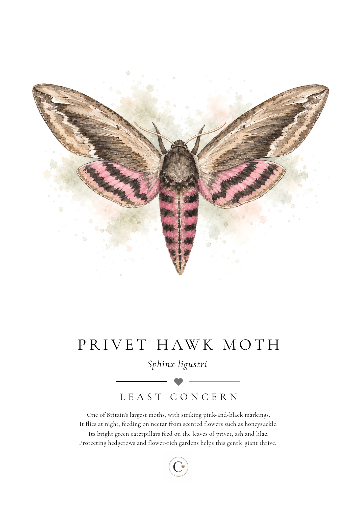 Privet Hawk Moth Creature Candy A4 Print.png