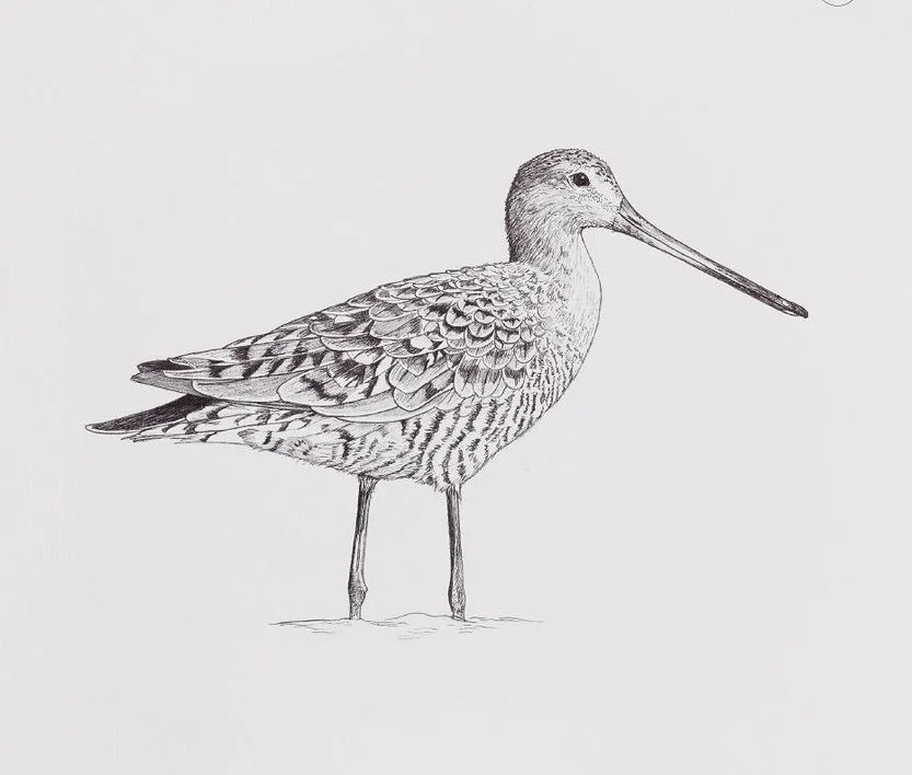 GODWIT-PRINT Bird.jpg